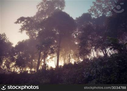 Landscape of forest and mountains among mist. Landscape of forest among mist