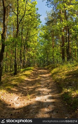 Landscape of forest,dirty road with oaks growing around in a beautiful June morning, under blue sky. Poland. Vertical view.