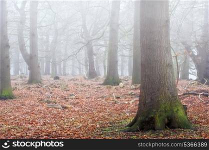 Landscape of forest in fog during Winter Autumn Fall