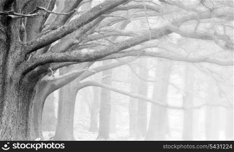 Landscape of forest in fog during Winter Autumn Fall in black and white