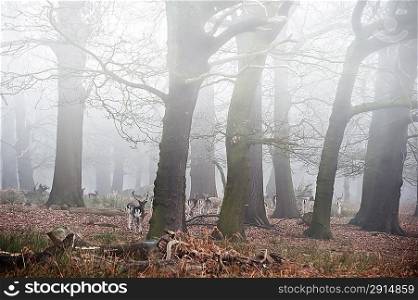 Landscape of forest in fog during Winter Autumn Fall with fallow deer roaming
