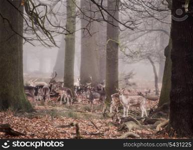 Landscape of forest in fog during Winter Autumn Fall with fallow deer roaming
