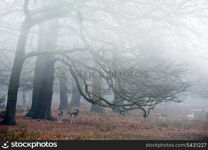 Landscape of forest in fog during Winter Autumn Fall with fallow deer roaming