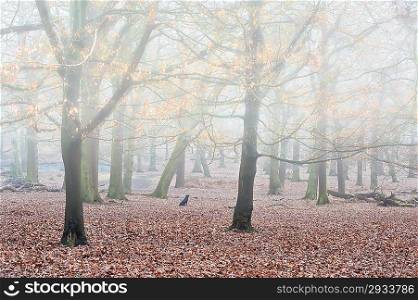 Landscape of forest in fog during Winter Autumn Fall with golden leaves shimmering in mist