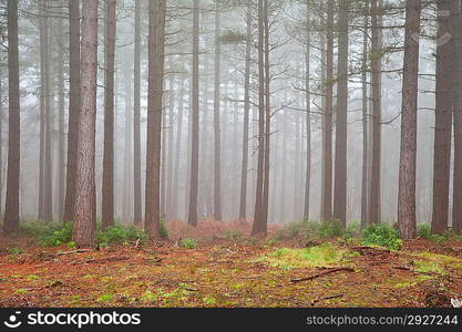 Landscape of forest with dense fog in Autumn Fall