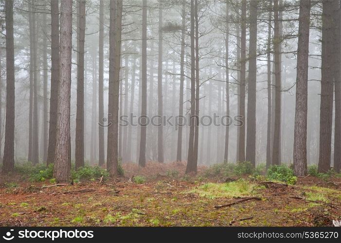 Landscape of forest with dense fog in Autumn Fall