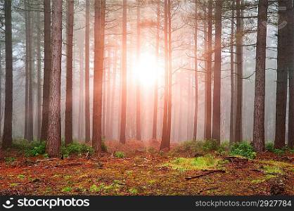 Landscape of forest with dense fog in Autumn Fall with sun bursting through trees