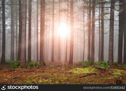 Landscape of forest with dense fog in Autumn Fall with sun bursting through trees