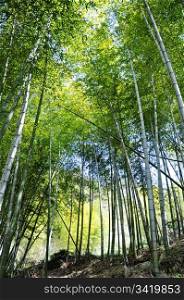 Landscape of fresh green bamboo woods in the spring