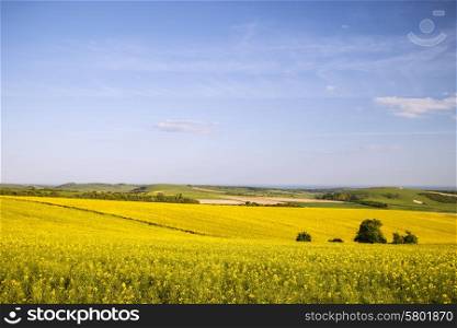 Landscape of fresh rapeseed crop in field in Spring