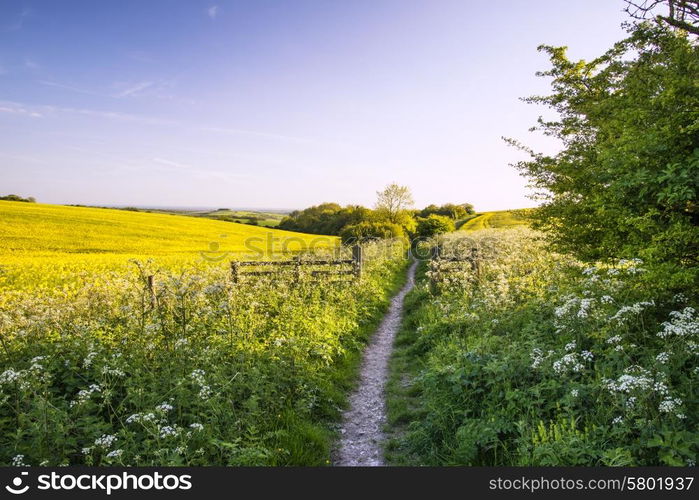 Landscape of fresh rapeseed crop in field in Spring