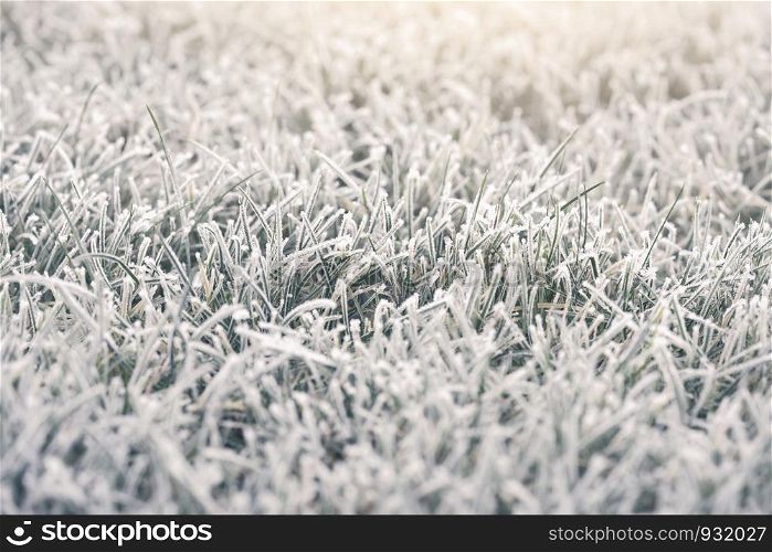 Landscape of frosty on grass at the garden in morning, Selective focus of ice covering on meadow in a cold morning on winter