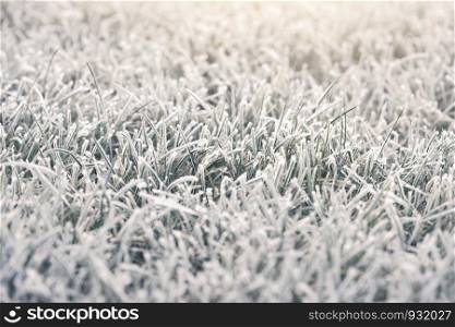 Landscape of frosty on grass at the garden in morning, Selective focus of ice covering on meadow in a cold morning on winter