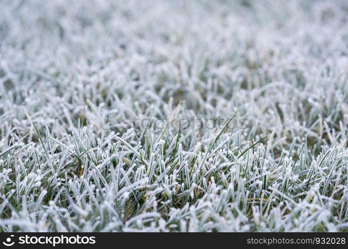 Landscape of frosty on grass at the garden in morning, Selective focus of ice covering on meadow in a cold morning on winter