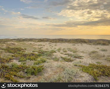 Landscape of Furadouro beach during sunset with vegetation in the dunes. Ovar, Portugal.