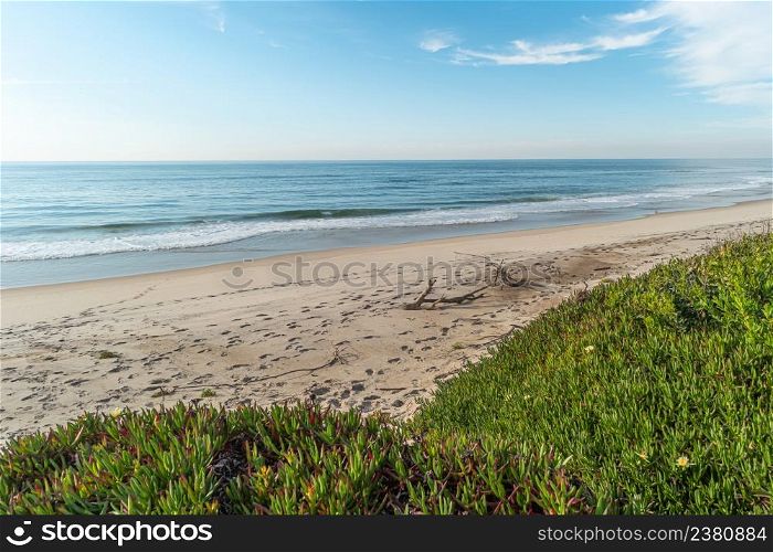 Landscape of Furadouro beach with vegetation in the dunes. Ovar, Portugal.