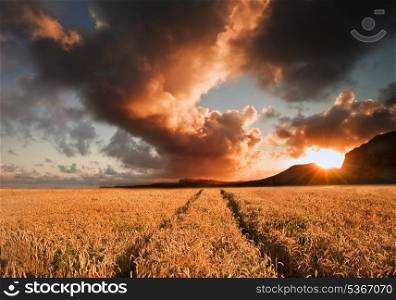 Landscape of golden field of wheat under a dramatic stormy looking sky in Summer