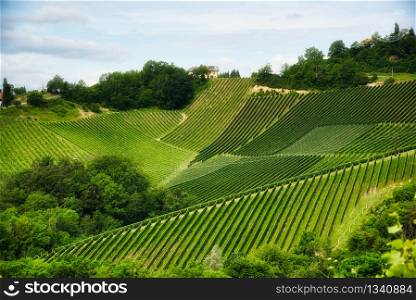 Landscape of grape plantation rows on a hill Wine road in Austria in summer, Wine street, Gamliz, Spicnik, Sulztal tourist location place to see. Grape plantation rows in summer