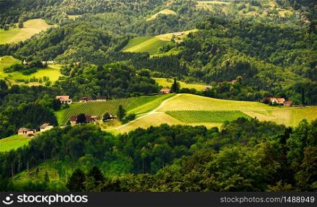 Landscape of grape plantation rows on a hill Wine road in Austria in summer, Wine street, Gamliz, Spicnik, Sulztal tourist location place to see. Grape plantation rows in summer
