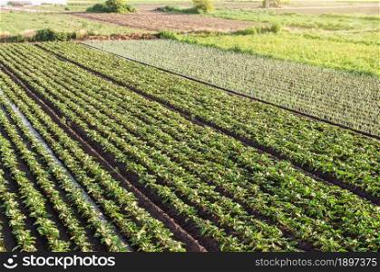 Landscape of green potato bushes plantation. European agroindustry and agribusiness farming. Aerial view Beautiful countryside farmland. Growing food on the farm. Growing care and harvesting.