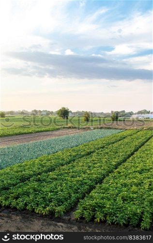 Landscape of green potato bushes plantation. Growing food on farm. Agroindustry and agribusiness. Wonderful european summer countryside landscapes. Aerial view Beautiful countryside farmland.