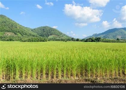 Landscape of green rice field with mountain background in Thailand