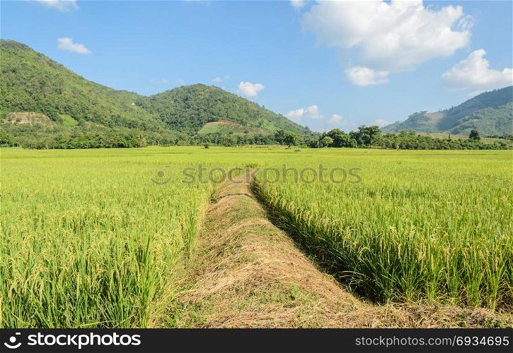 Landscape of green rice field with trail in Thailand