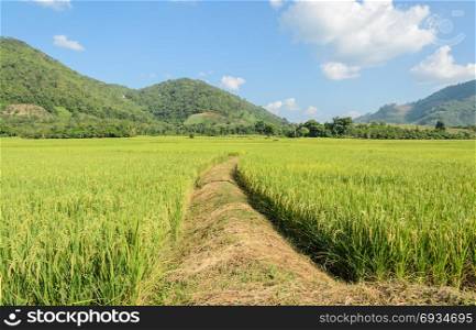 Landscape of green rice field with trail in Thailand