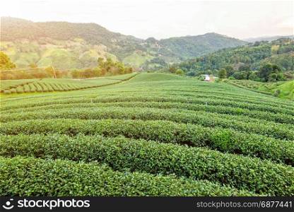 Landscape of green tea plantation. Beautiful natural landscape of green tea plantation in the mountains under the evening sunlight on Doi Mae Salong, Chiang Rai is a famous tourist destination in northern Thailand.
