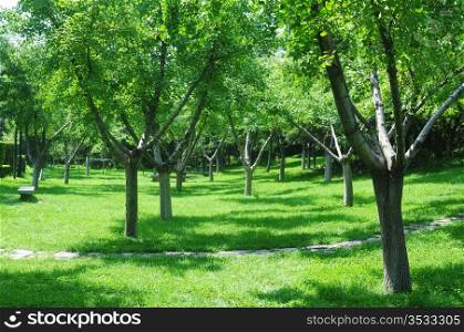 Landscape of green woods in the sunlight