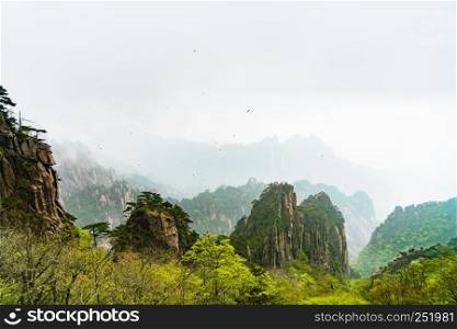 landscape of Huangshan mountain (Yellow mountain), Anhui, China with a black birds