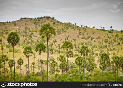 landscape of Komodo Island, Indonesia