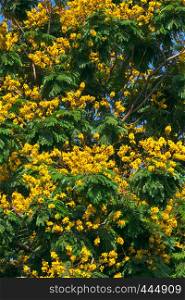 Landscape of Large Leopard tree bloom yellow flower among green leaf at Ho Chi Minh city, Vietnam on summer day, this urban tree also is Caesalpinia pulcherrima