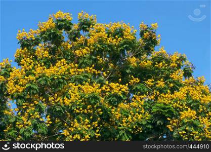 Landscape of Large Leopard tree bloom yellow flower among green leaf on blue sky background at Ho Chi Minh city, Vietnam on summer day, this urban tree also is Caesalpinia pulcherrima