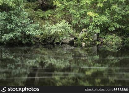 Landscape of long exposure of river flowing through lush green forest