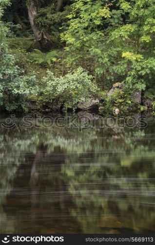 Landscape of long exposure of river flowing through lush green forest