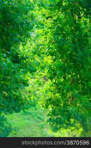 Landscape of lush green trees leaves in park outdoor. Nature texture background.