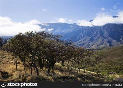 Landscape of Maui, Hawaii with trees in foreground and mountains in background covered in clouds.