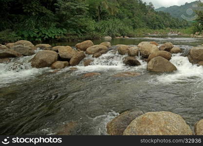 landscape of mountain stream surrounded by evergreen