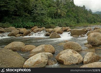 landscape of mountain stream surrounded by evergreen