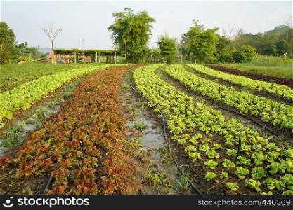 Landscape of organic vegetables cultivation farm ,growing in rows