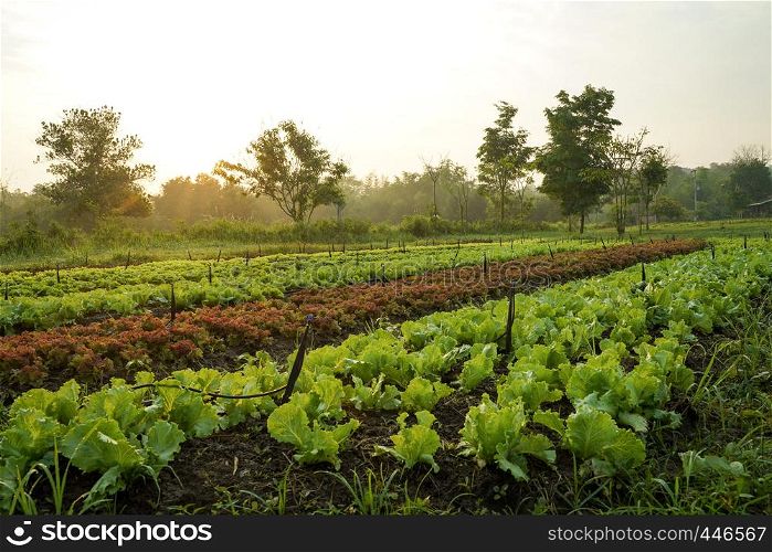 Landscape of organic vegetables cultivation farm, growing in rows with morning light