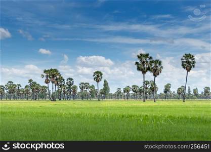 landscape of paddy field and sugar palm tree with blue sky background. landscape of paddy field