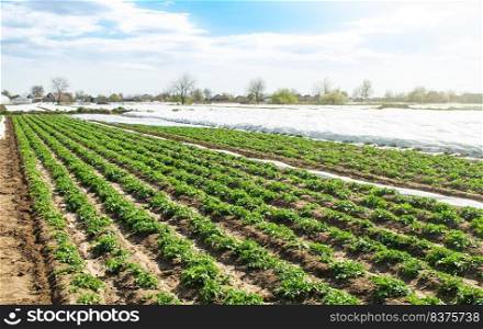 Landscape of plantation field of young potato bushes after watering. Plantation on fertile Ukrainian black soil. Fresh green greens. Agroindustry, cultivation. Farm for growing vegetables.
