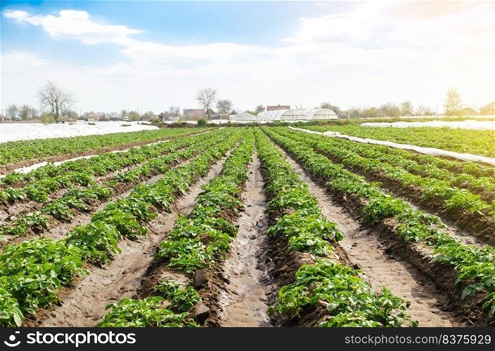 Landscape of plantation field of young potato bushes after watering. Fresh green greens. Agroindustry, cultivation. Farm for growing vegetables. Plantation on fertile Ukrainian black soil.
