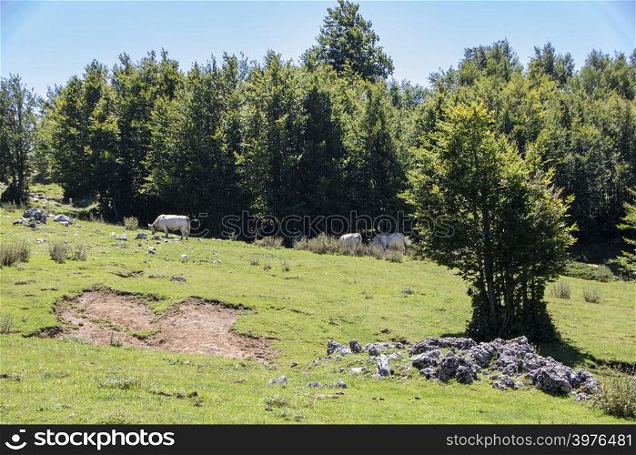Landscape of Pollino national park, a wide natural reserve in Basilicata and Calabria, italian regions