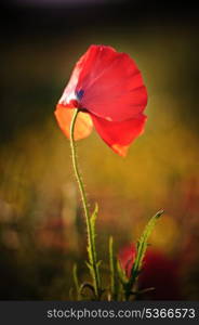 Landscape of poppy field in Summer evening