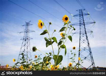 Landscape of Power Line of the Electric Wires and Sunflower at the Blue Sky