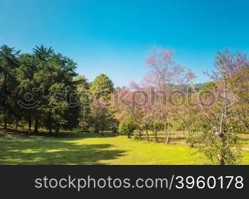 landscape of Prunus cerasoides flower in the natural park