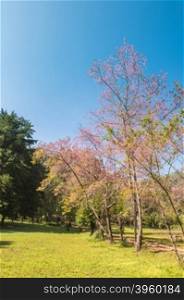 landscape of Prunus cerasoides flower in the natural park